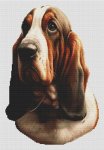 (image for) Tri Basset Hound 2